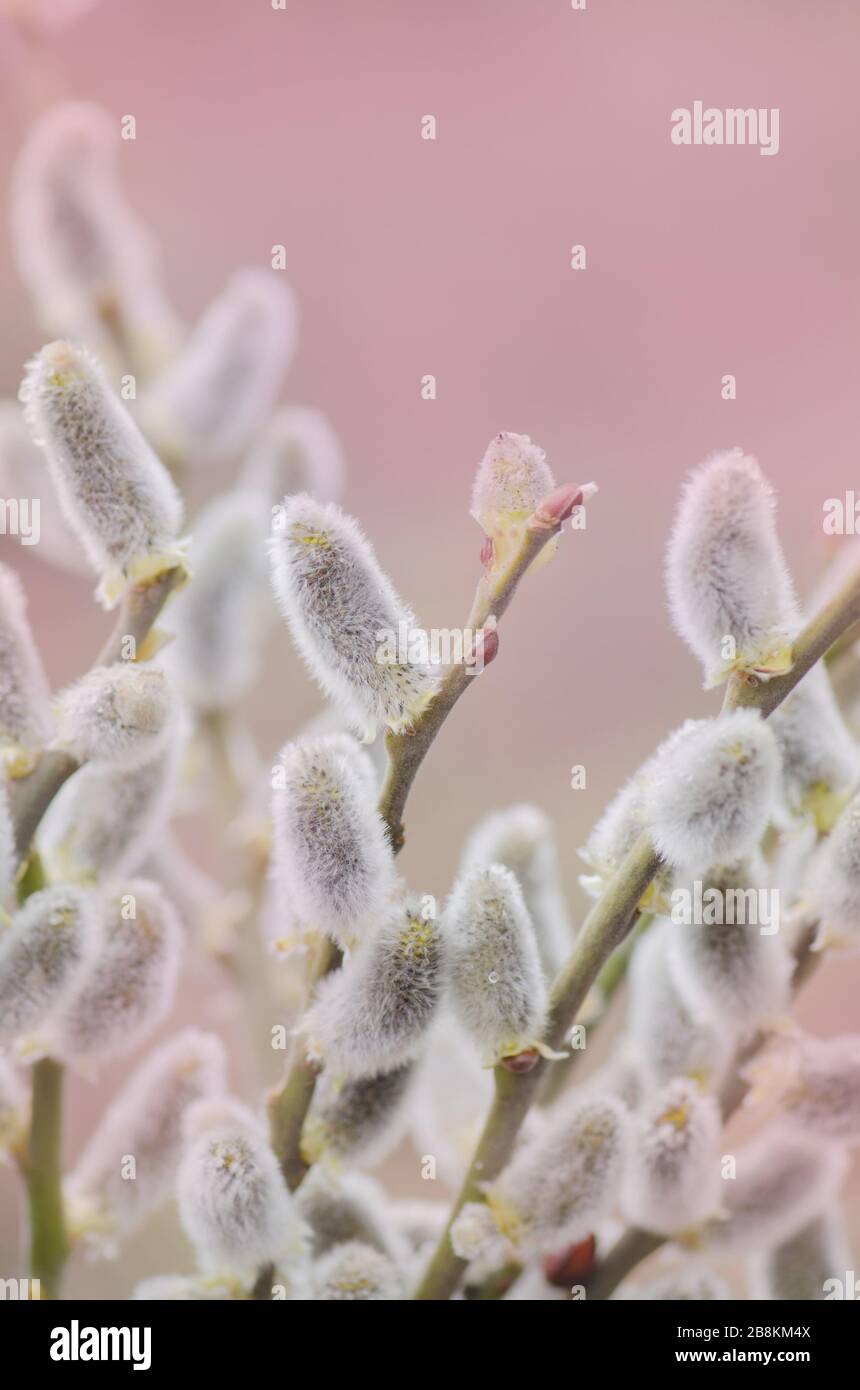 Spring willow pussy flower. Willow flower on sky background. Beautiful pussy  willow flowers. Space for text Stock Photo - Alamy