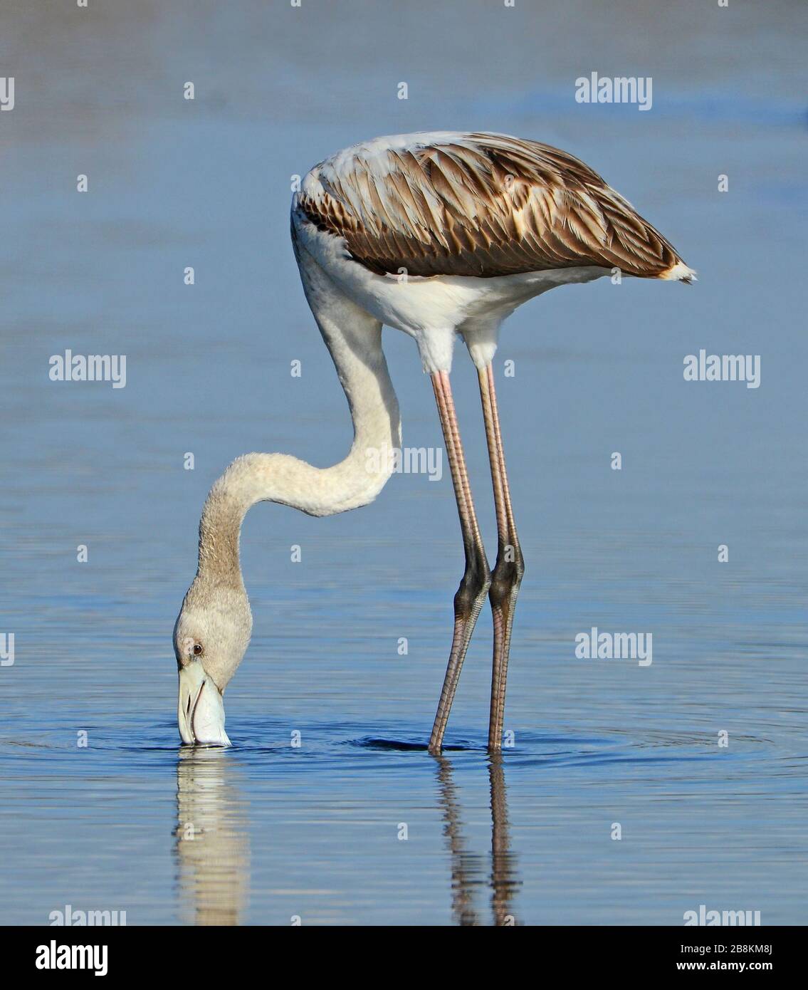 flamingos feeding inthe lake Stock Photo