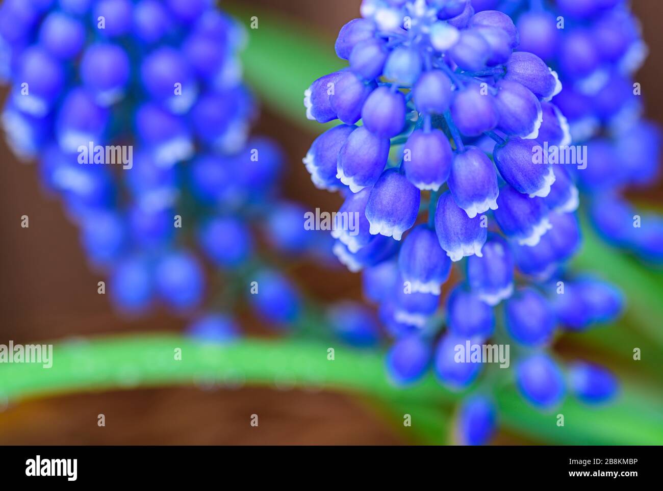 Spring time cluster of Muscari flowers with purple bell-shaped flowers and green stems Stock Photo