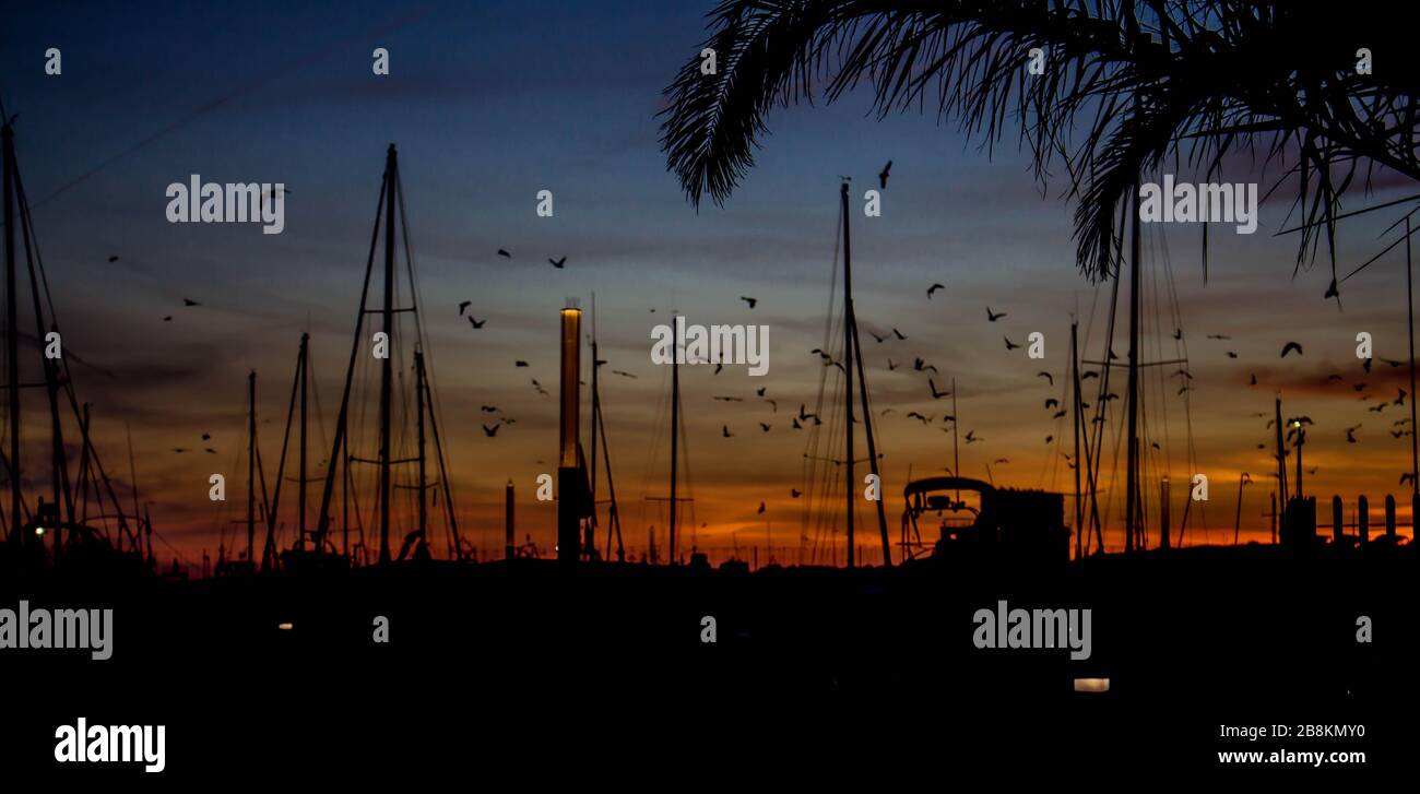 Boats and seagulls silhouette in sunset. Stock Photo