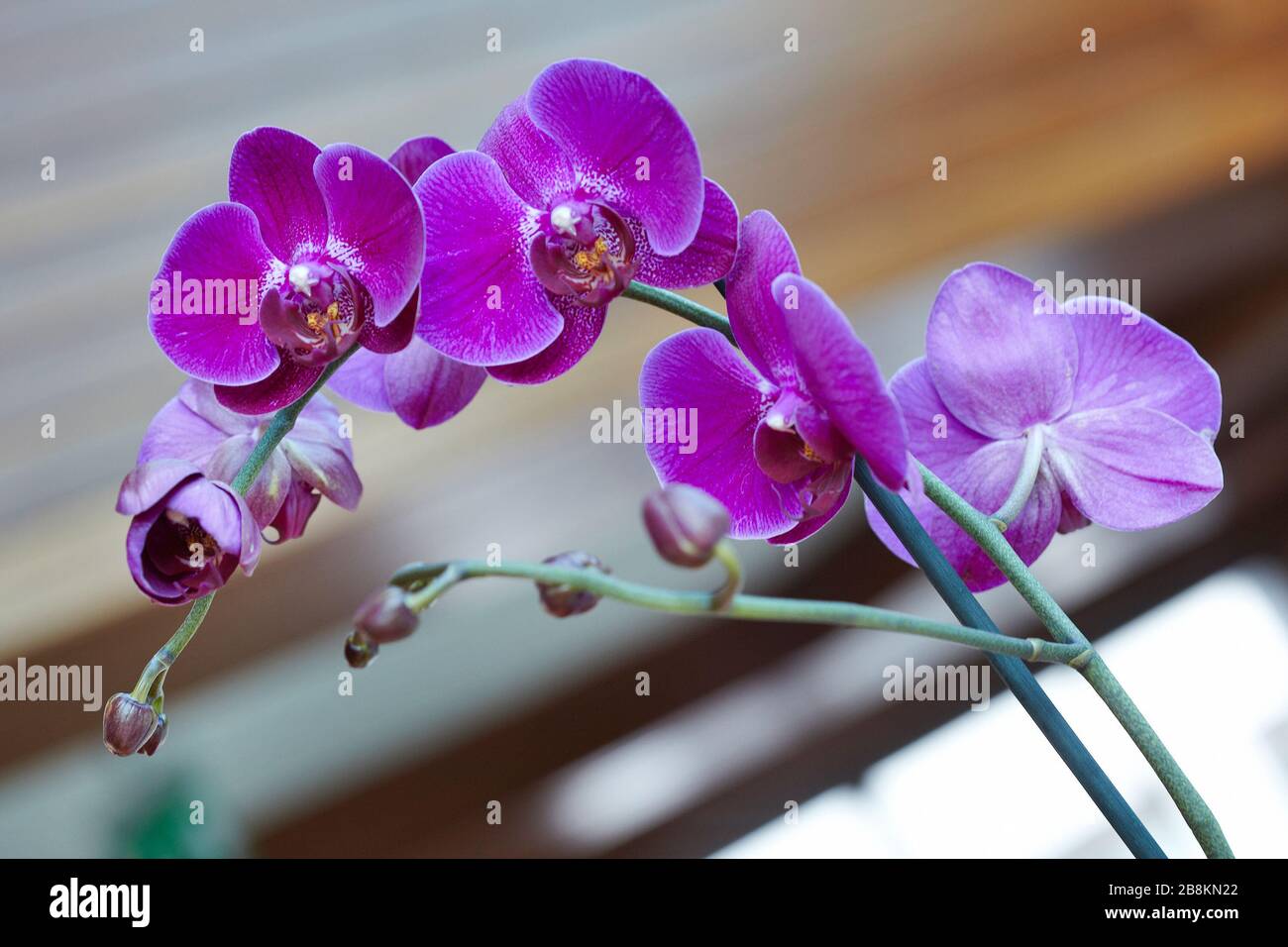 Are Orchids Delicate 