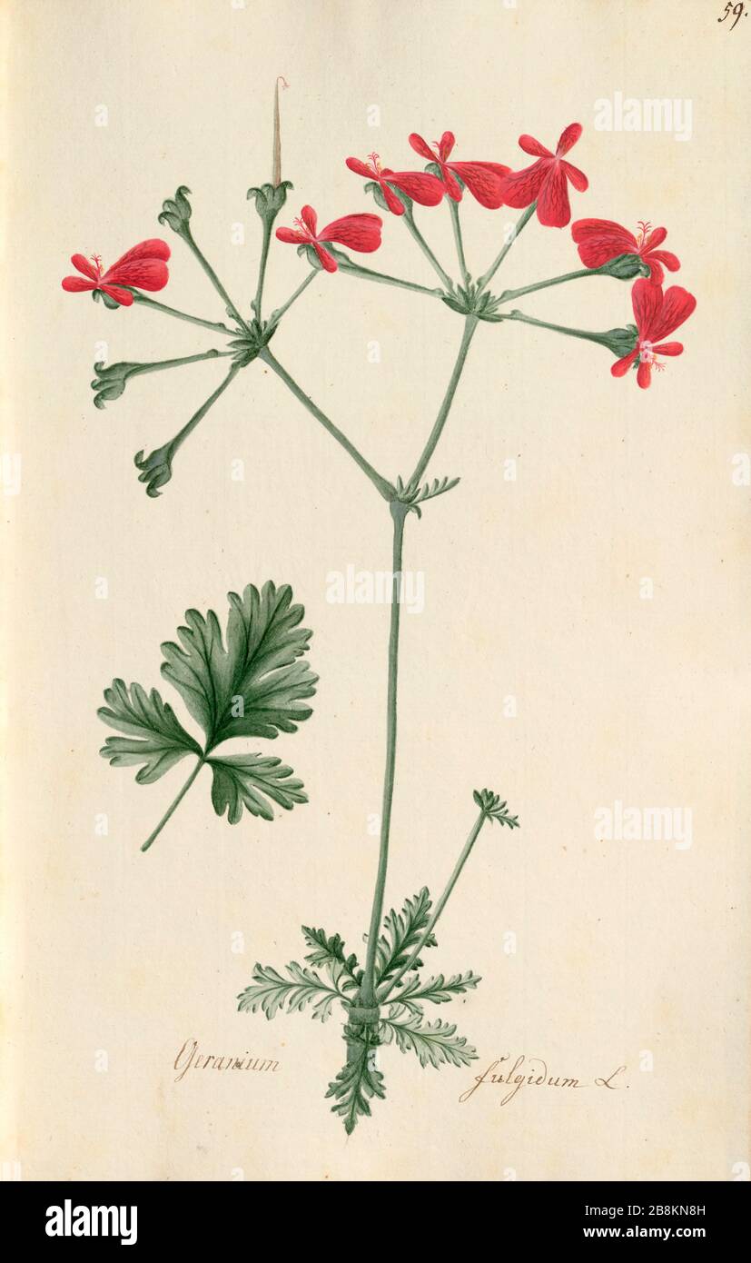 Scarlet stork's bill flower Pelargonium fulgidum [here as Geranium fulgidum] by Wendland, Johann Christoph, 1798 Stock Photo