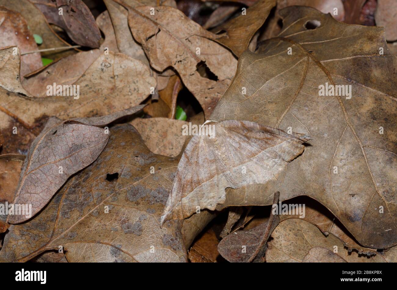 Curve-toothed Geometer Moth, Eutrapela clemataria, camouflaged in leaf litter on the forest floor Stock Photo