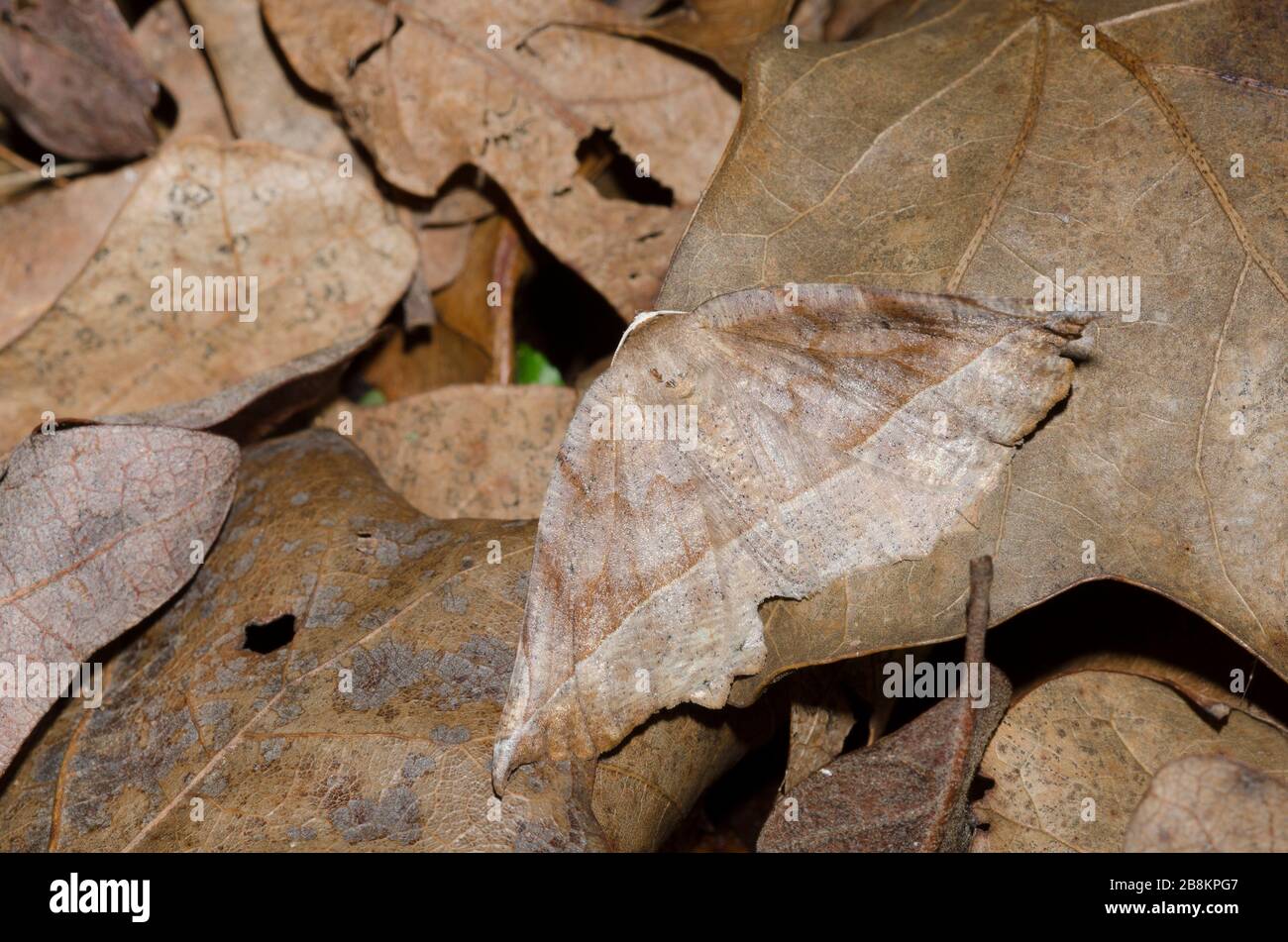 Curve-toothed Geometer Moth, Eutrapela clemataria, camouflaged in leaf litter on the forest floor Stock Photo