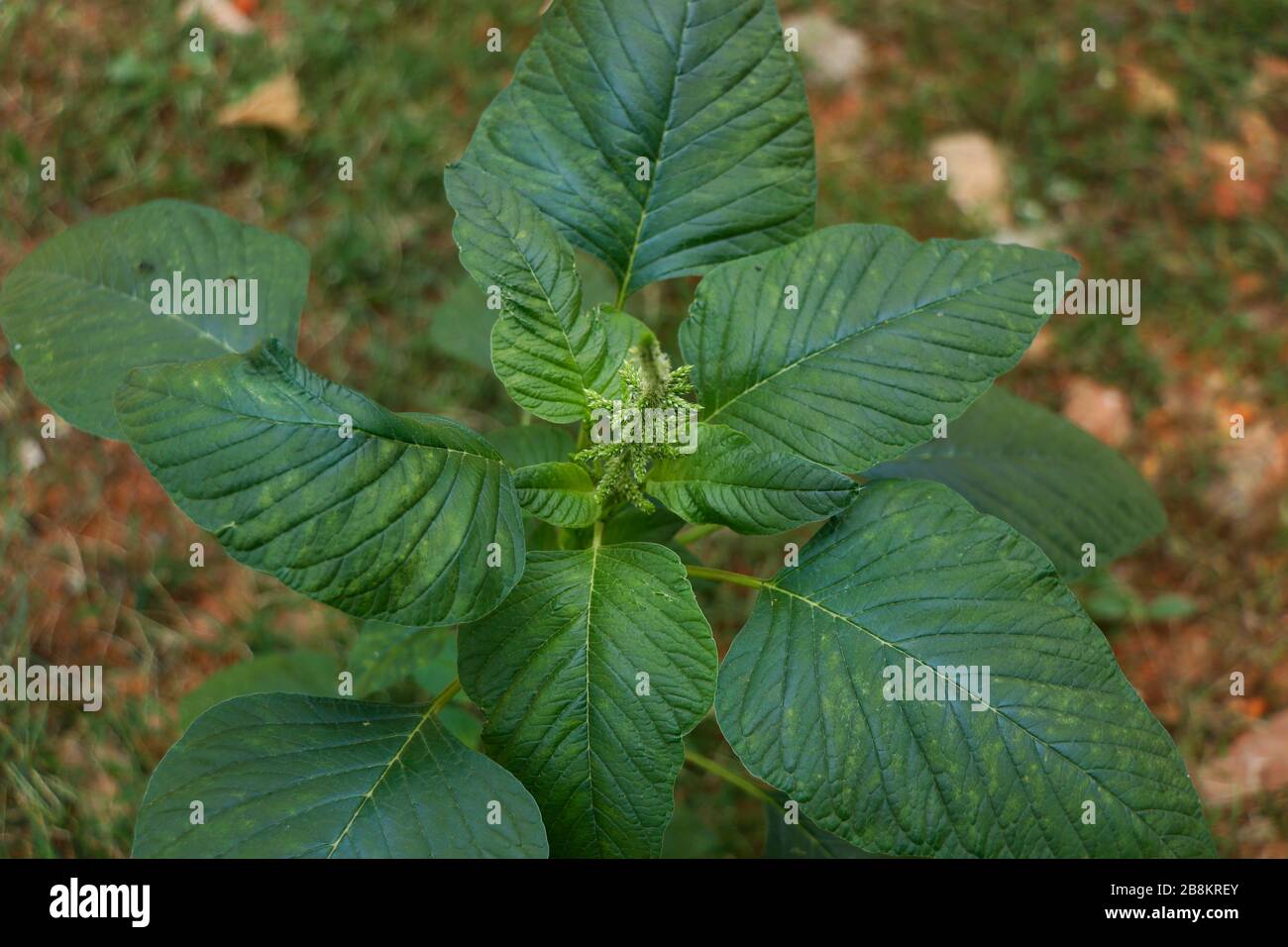 Top view of a Green amaranth (Amaranthus viridis), a leafy vegetable popular in south India. Stock Photo