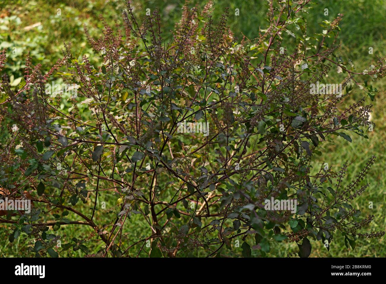 Holy basil plant or Indian Krishna Tulsi , the queen Of herb holy plant