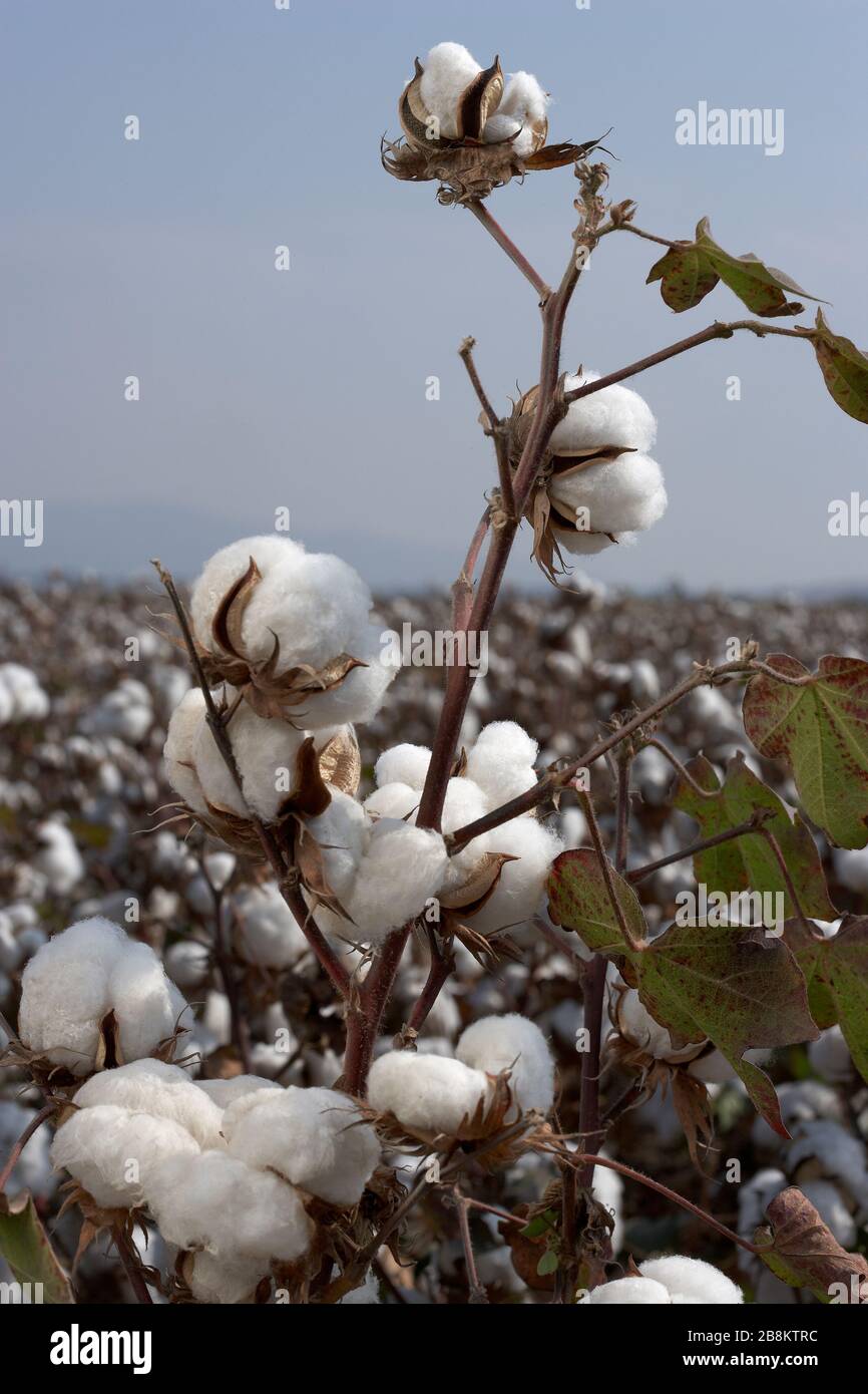Cotton ball in full bloom Stock Photo Alamy