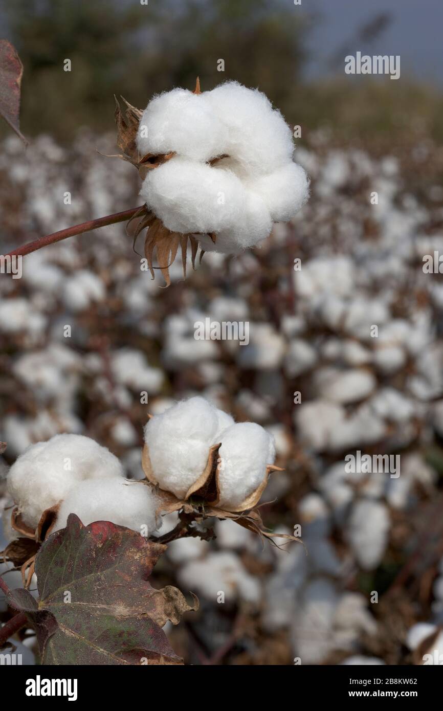 One Cotton Plant With Balls And Flowers On The Ground By Cloudy