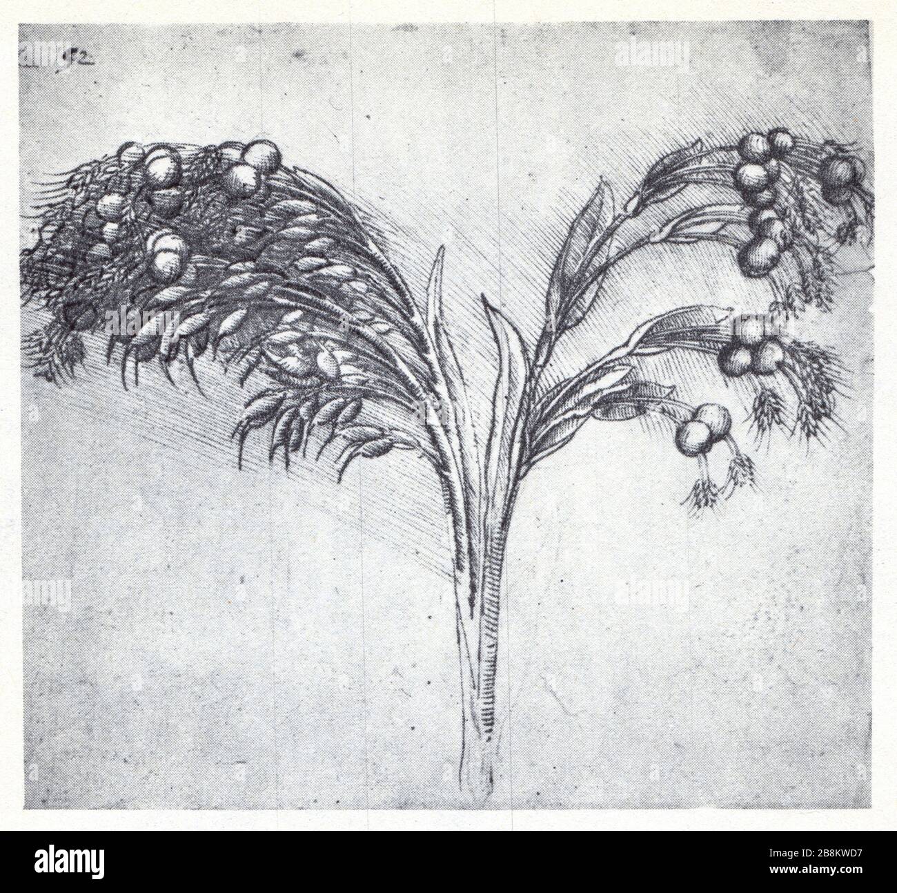 Leonardo da Vinci.Study of a plant.1506 Stock Photo Alamy