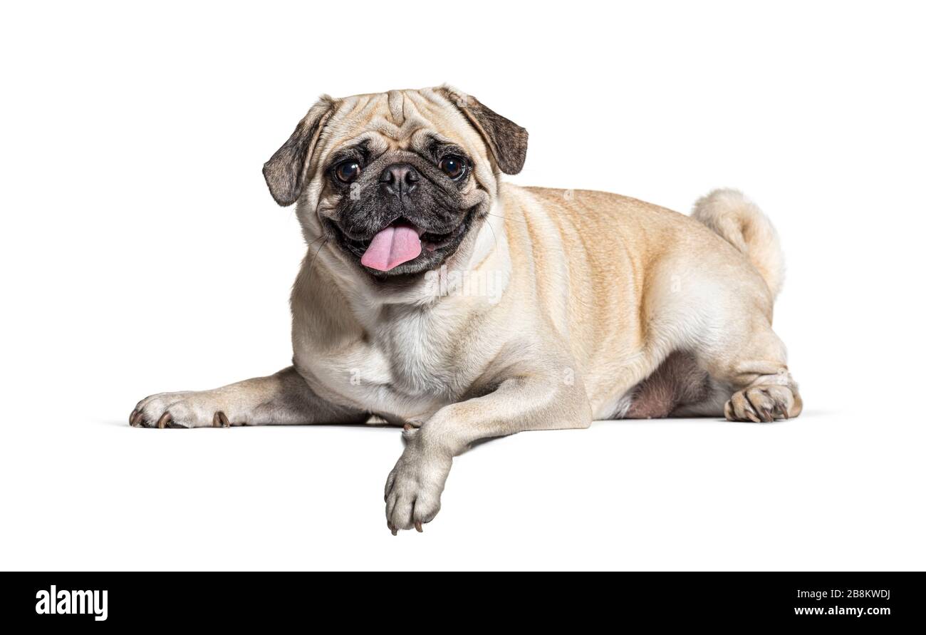 bully sticks made out of