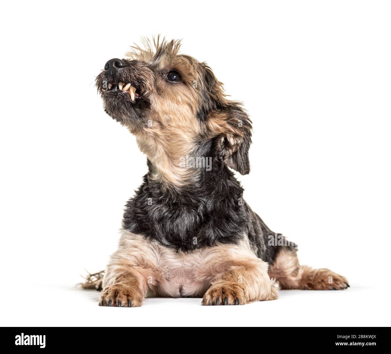Grumpy Lying Yorkshire Terrier looking up showing his tooth Stock Photo