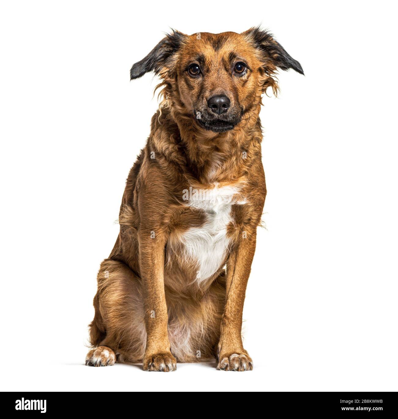 Sitting Crossbreed dog, isolated on white Stock Photo - Alamy