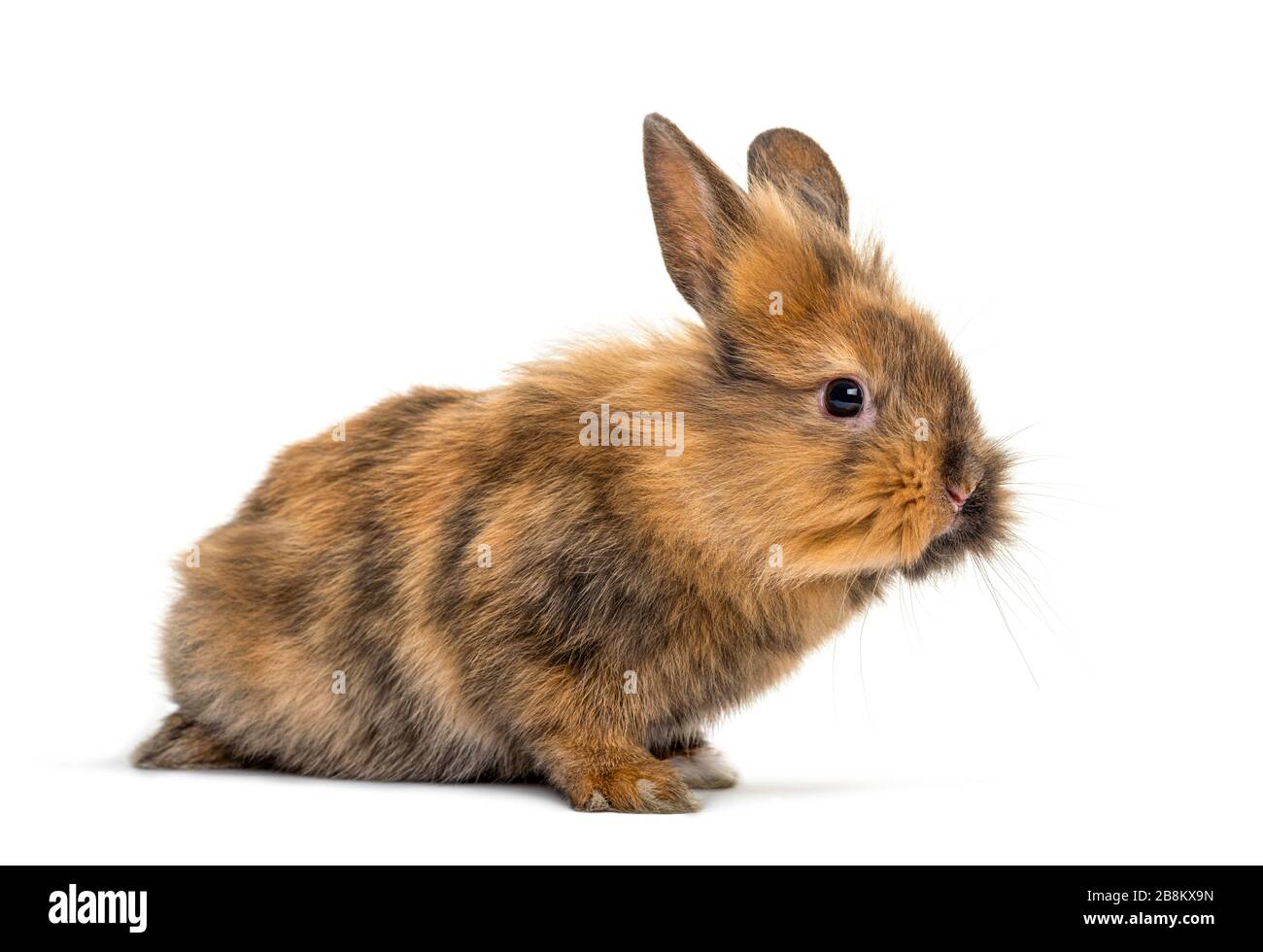 Small rabbit hi-res stock photography and images - Alamy