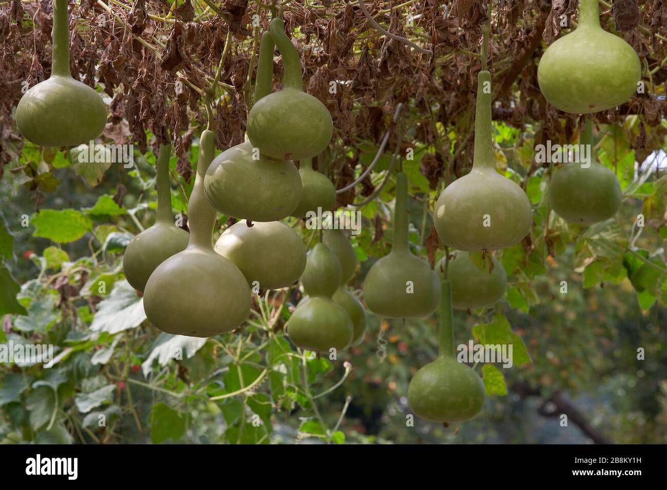 Fresh bottle gourd, Calabash,Ornamental Gourd Farm in the harvest