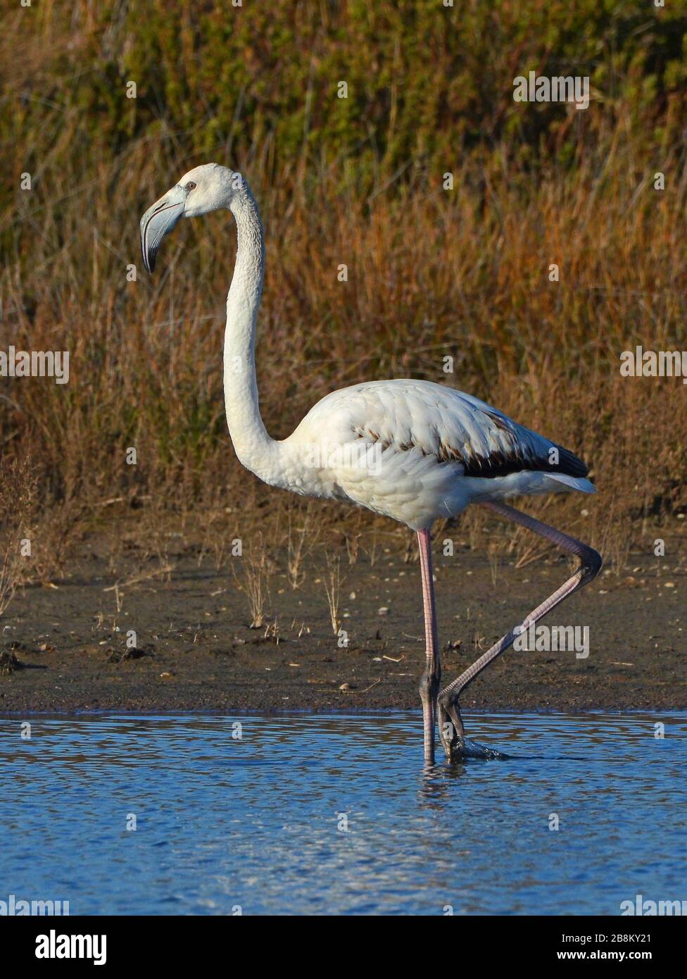 flamingo in the pond in autumn Stock Photo