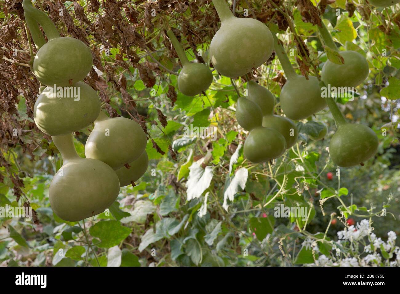 Fresh bottle gourd, Calabash,Ornamental Gourd Farm in the harvest season Stock Photo