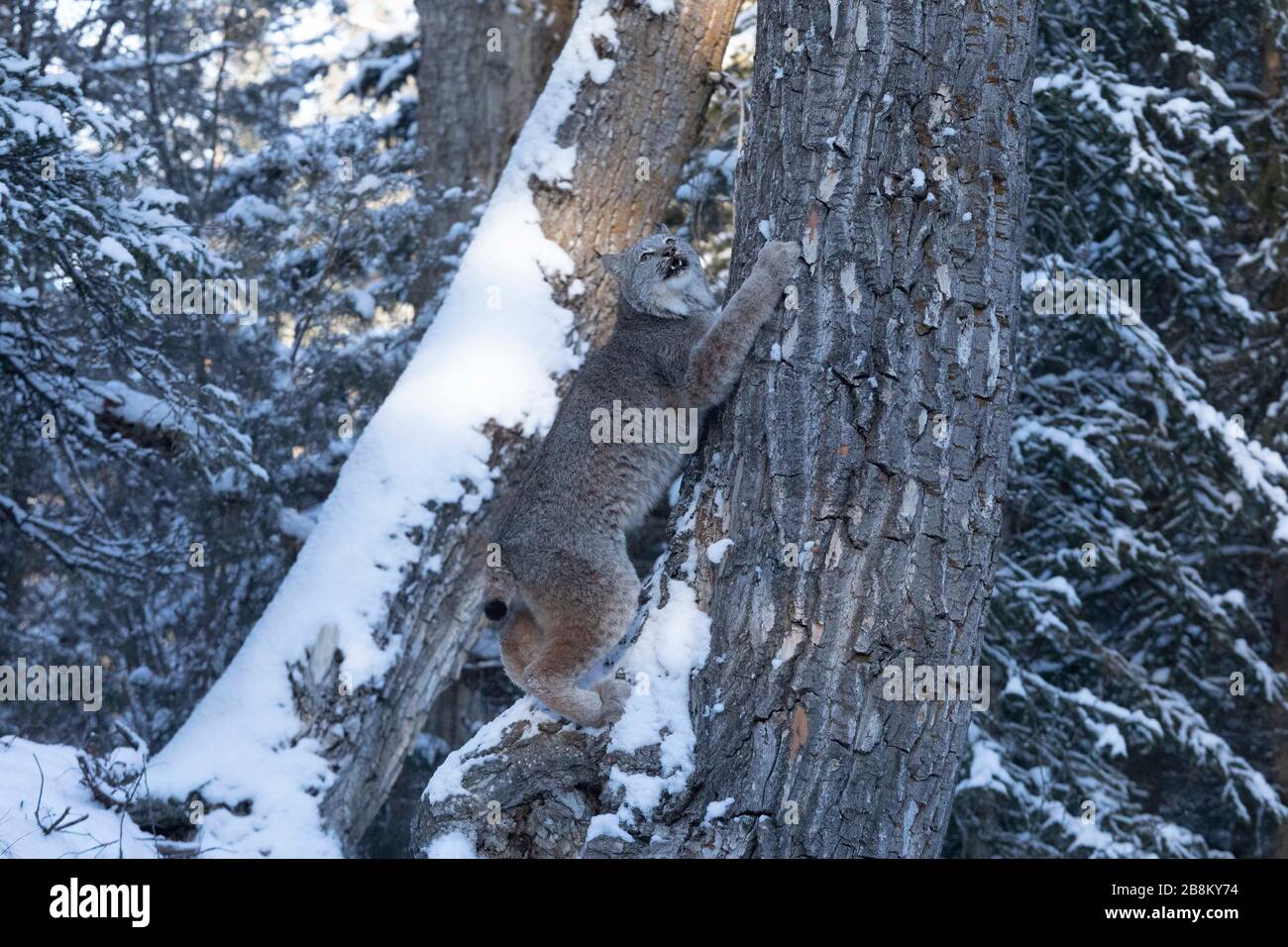 Bobcat climbing a three Stock Photo Alamy
