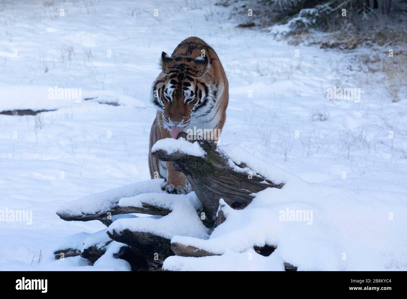 Tiger jumping camera hi-res stock photography and images - Alamy