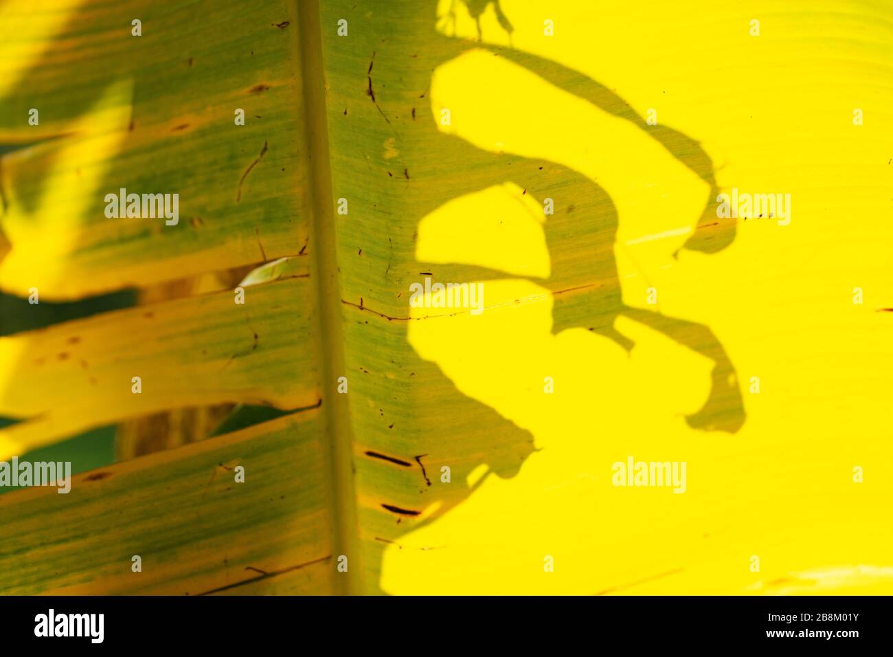Closeup Banana tree leaf yellow from the sun Stock Photo Alamy
