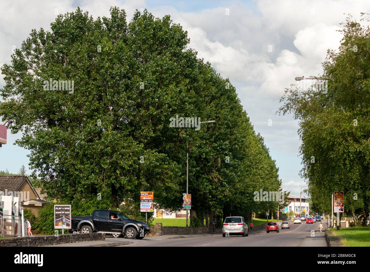 Trees in Park Road, Killarney, County Kerry, Ireland Stock Photo Alamy