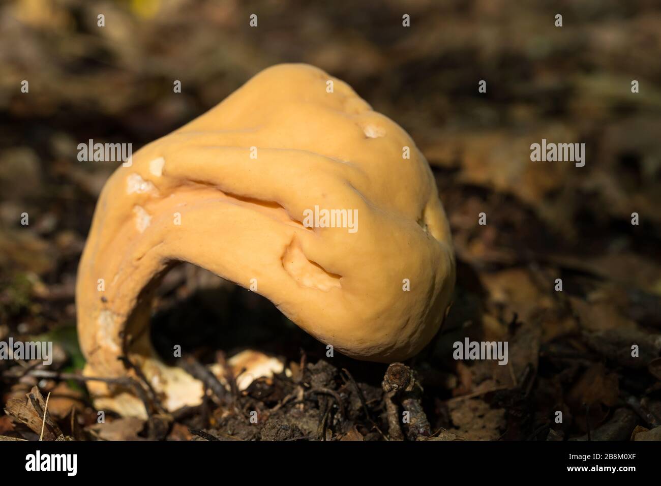 Giant club fungus Stock Photo