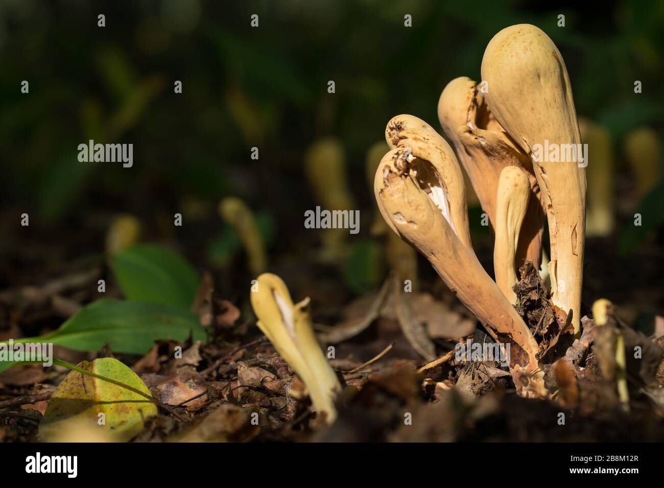 Giant club fungus Stock Photo