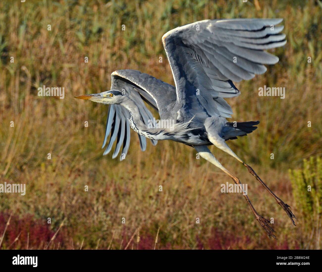 blue heron flying on the pond Stock Photo