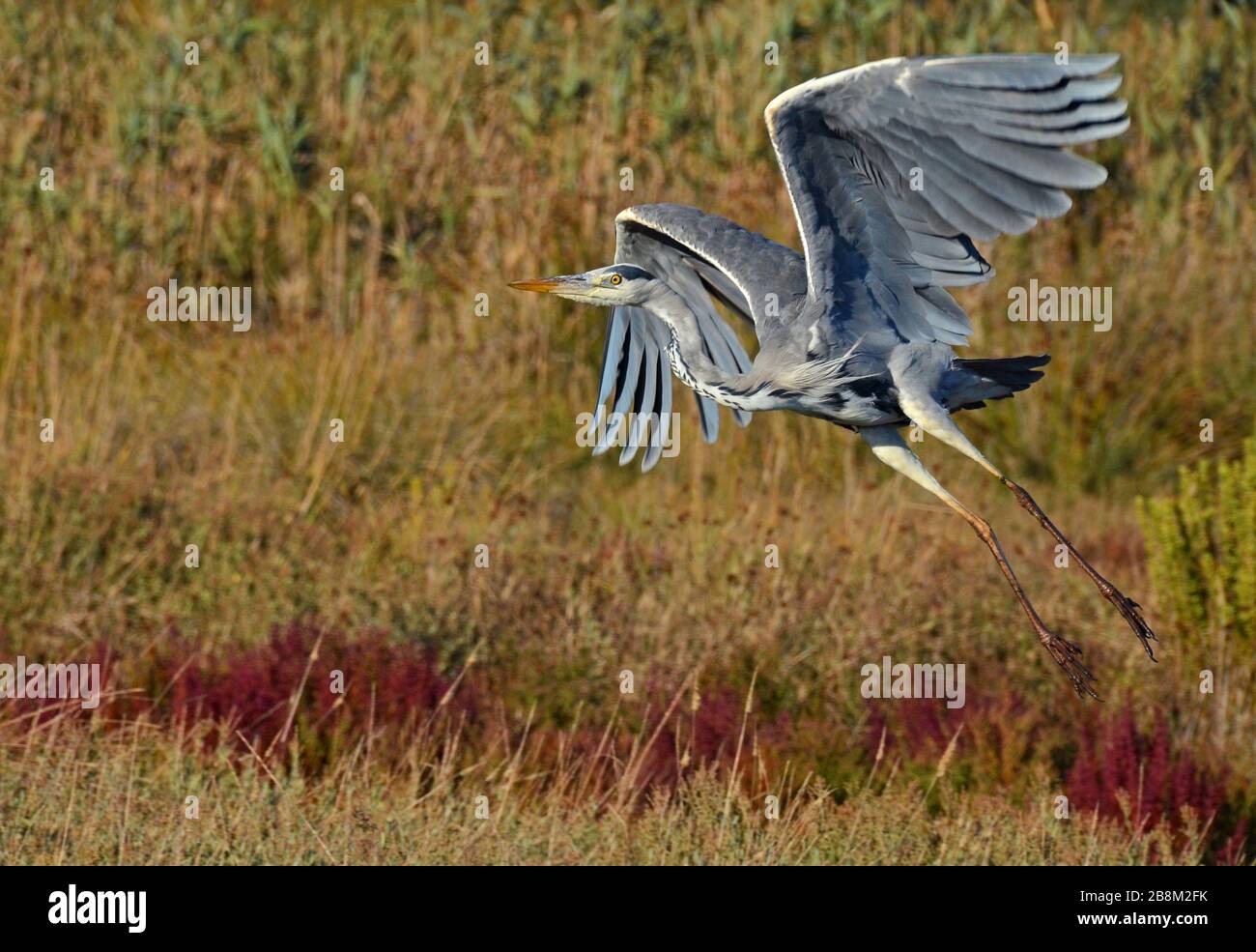 blue heron flying on the pond Stock Photo