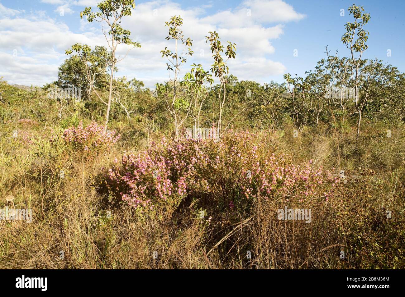 The cerrado vegetation of Brazil