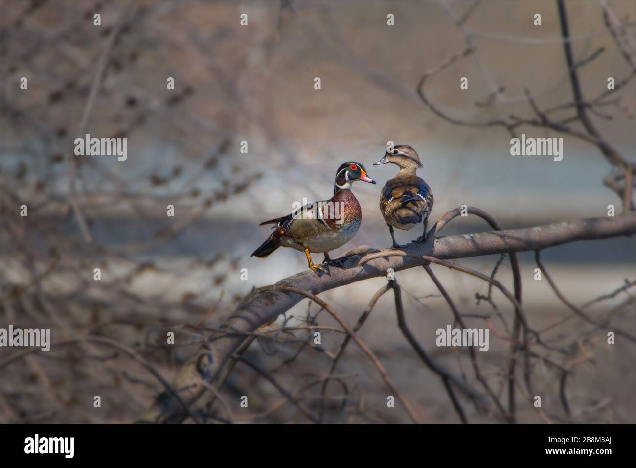 Wood Ducks couple on tree branch sunbathing in early morning light Stock Photo