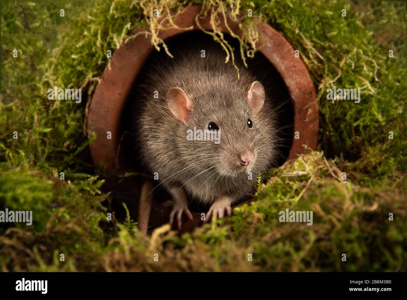 A close up portrait of the head and face of a rat as it emerges from a drainpipe and facing forward Stock Photo