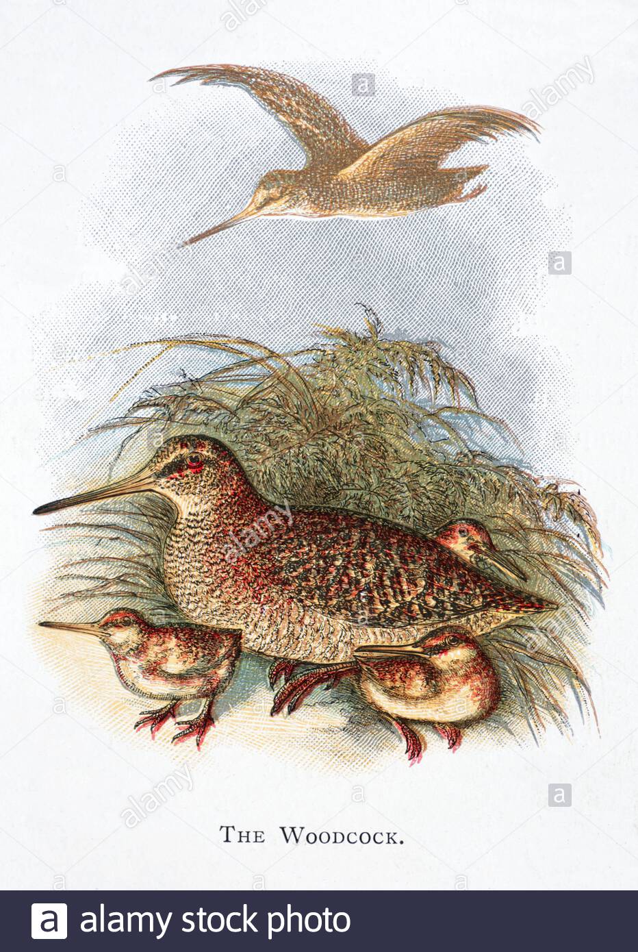 Woodcock (Scolopax rusticola), vintage illustration published in 1898 Stock Photo
