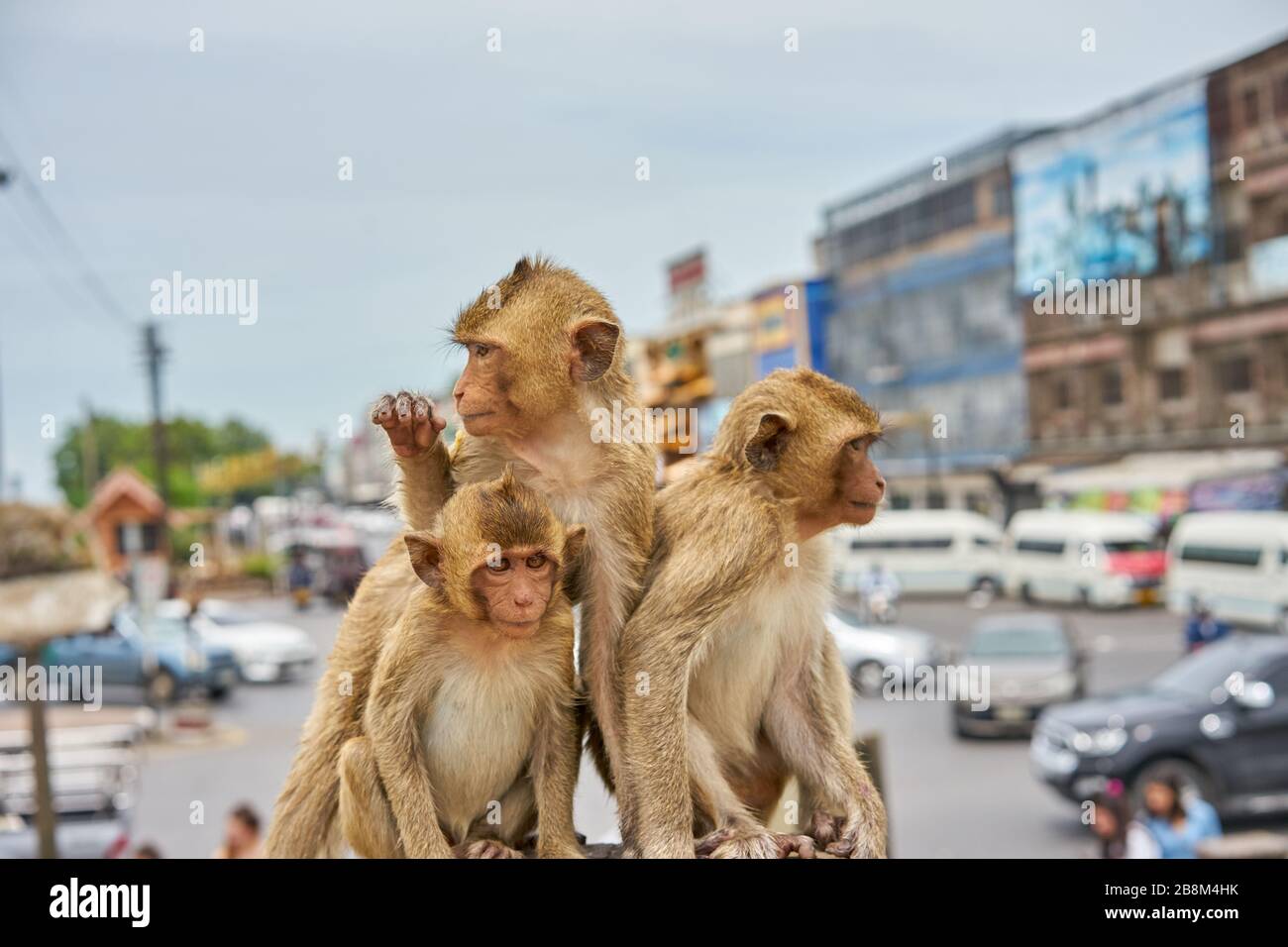 Mammals animals nature cute wild animals portrait monkeys hi-res stock ...