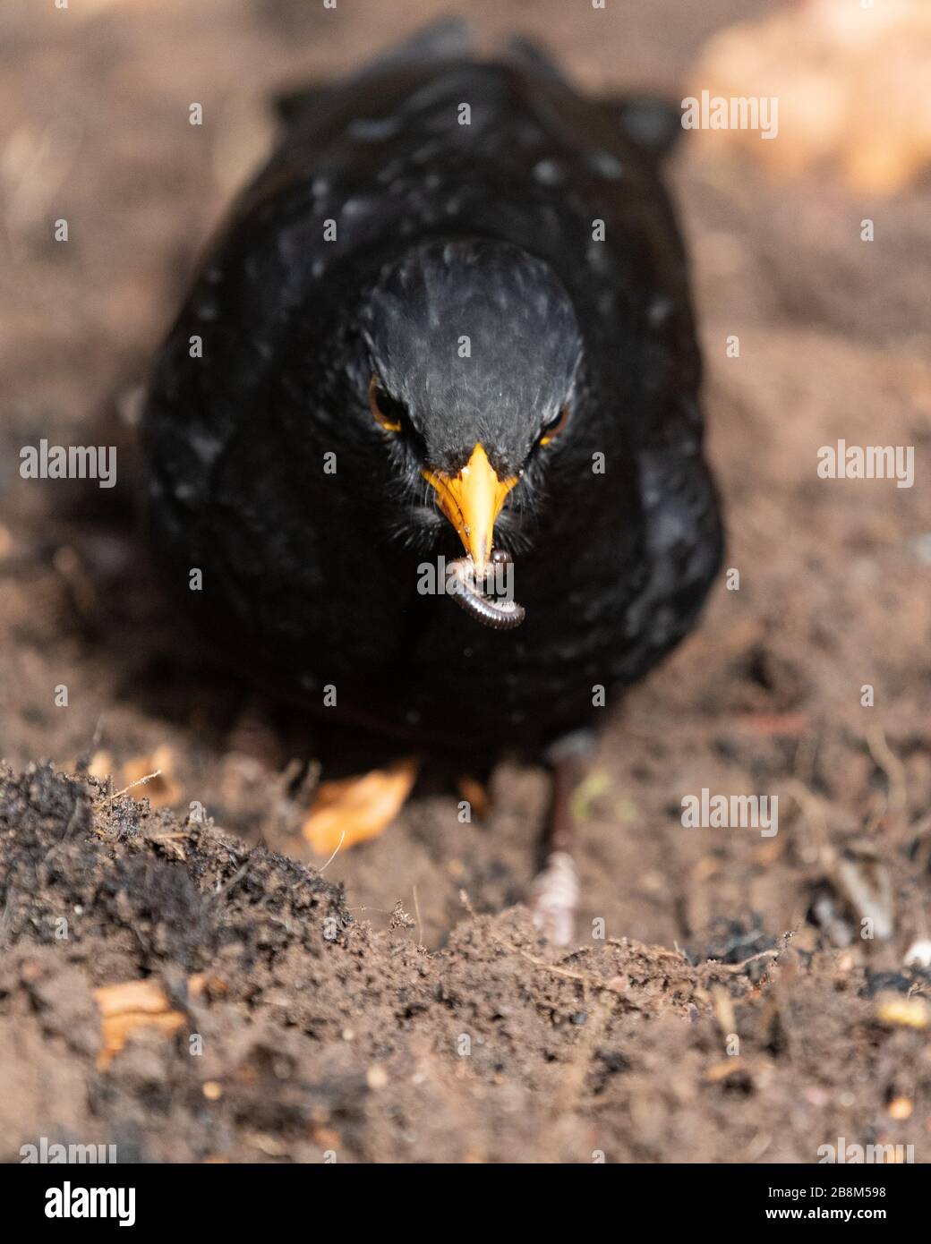 Blackbird (male) - Turdus merula - with a millipede in its beak Stock Photo