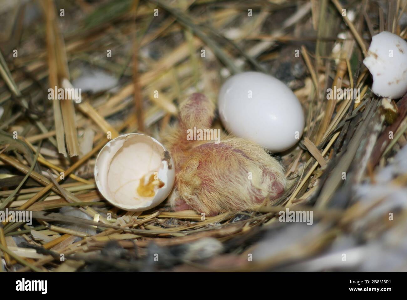 Little baby chick hatching from its egg hi-res stock photography and ...