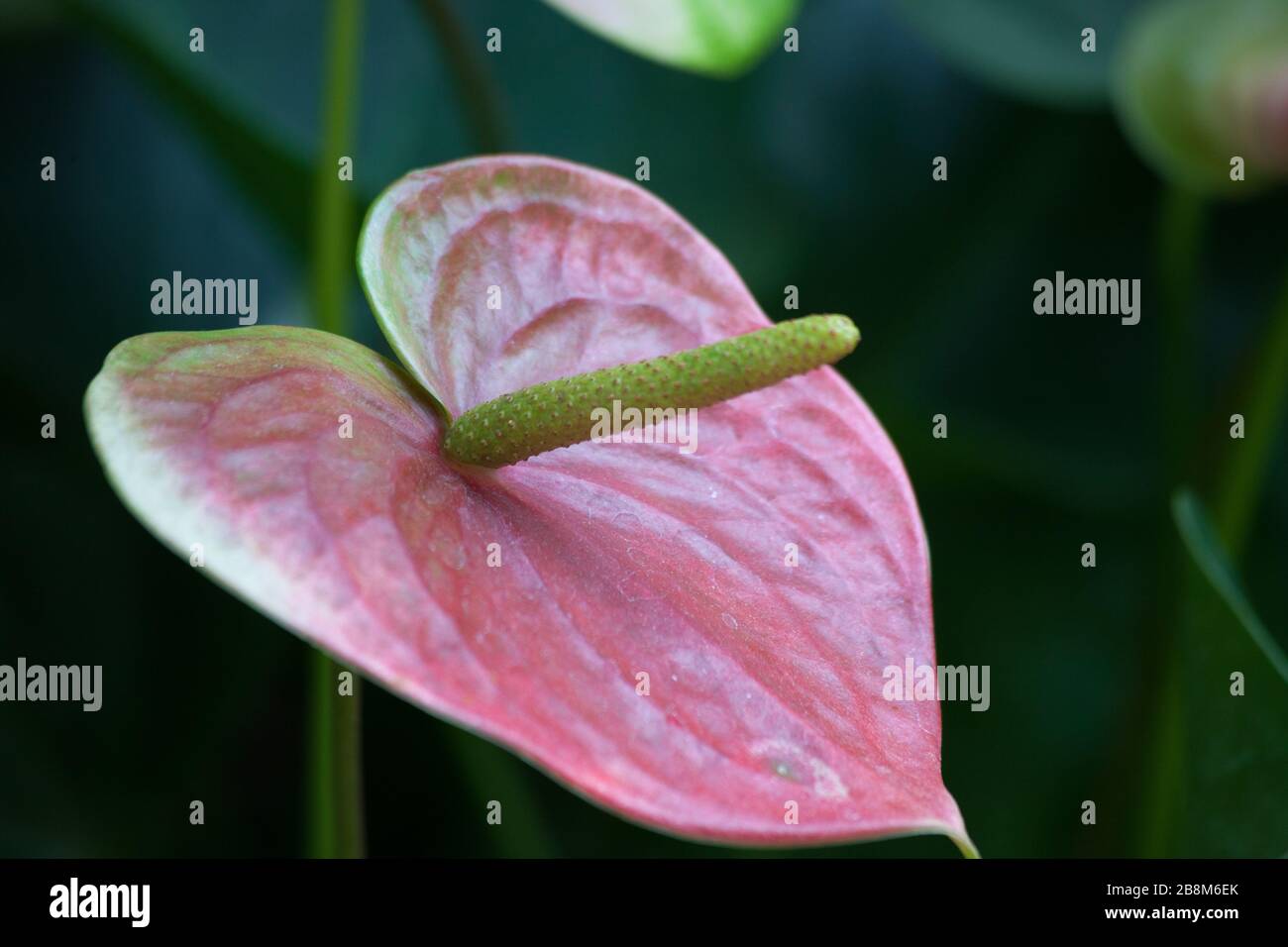 Anthuriums in the sunshine Stock Photo Alamy