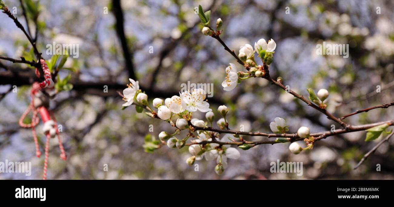 Blooming orchard tree in springtime and martenitsa ( martisor ). Tree blossom. Stock Photo