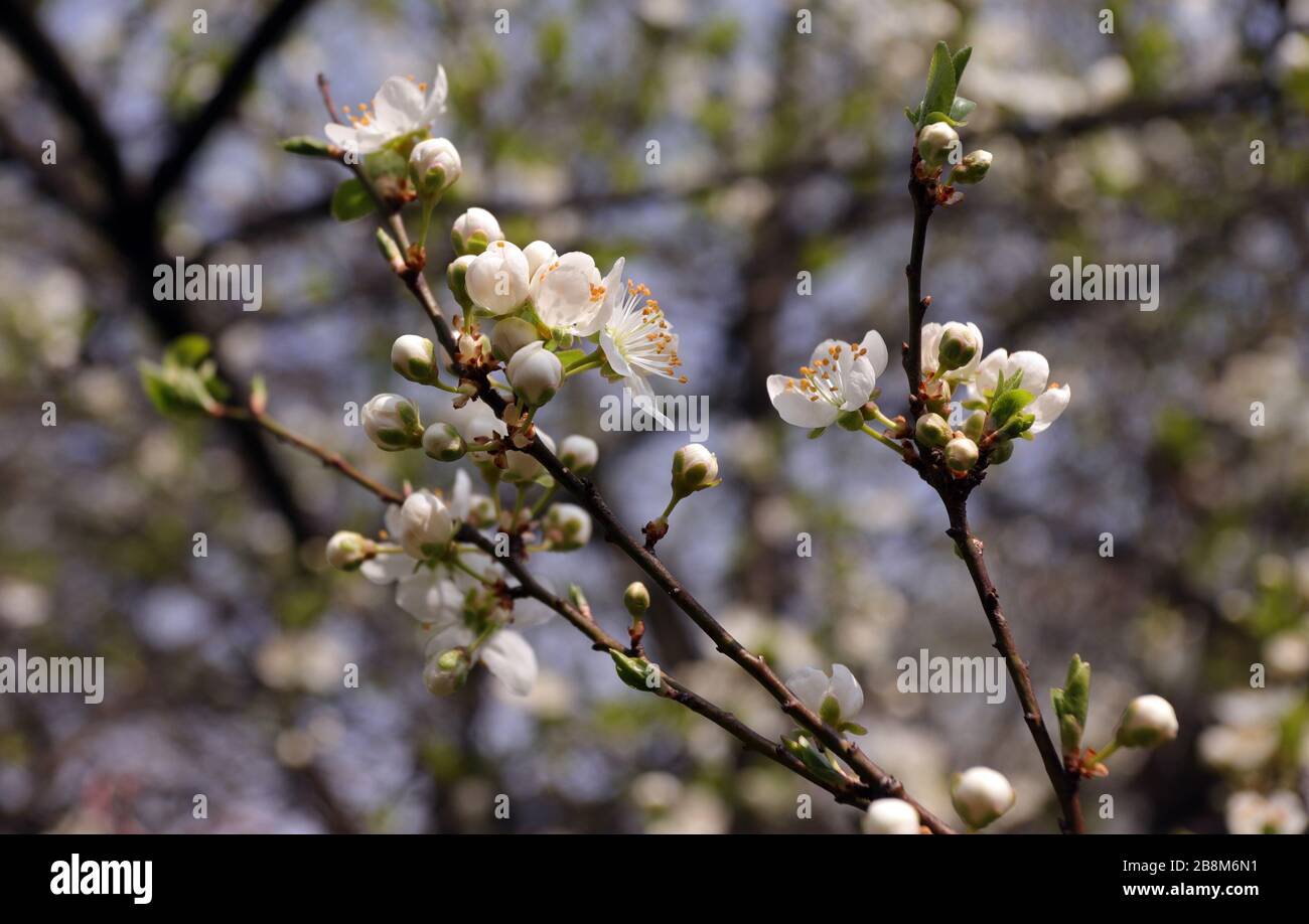 Blooming orchard tree in springtime. Tree blossom. Stock Photo