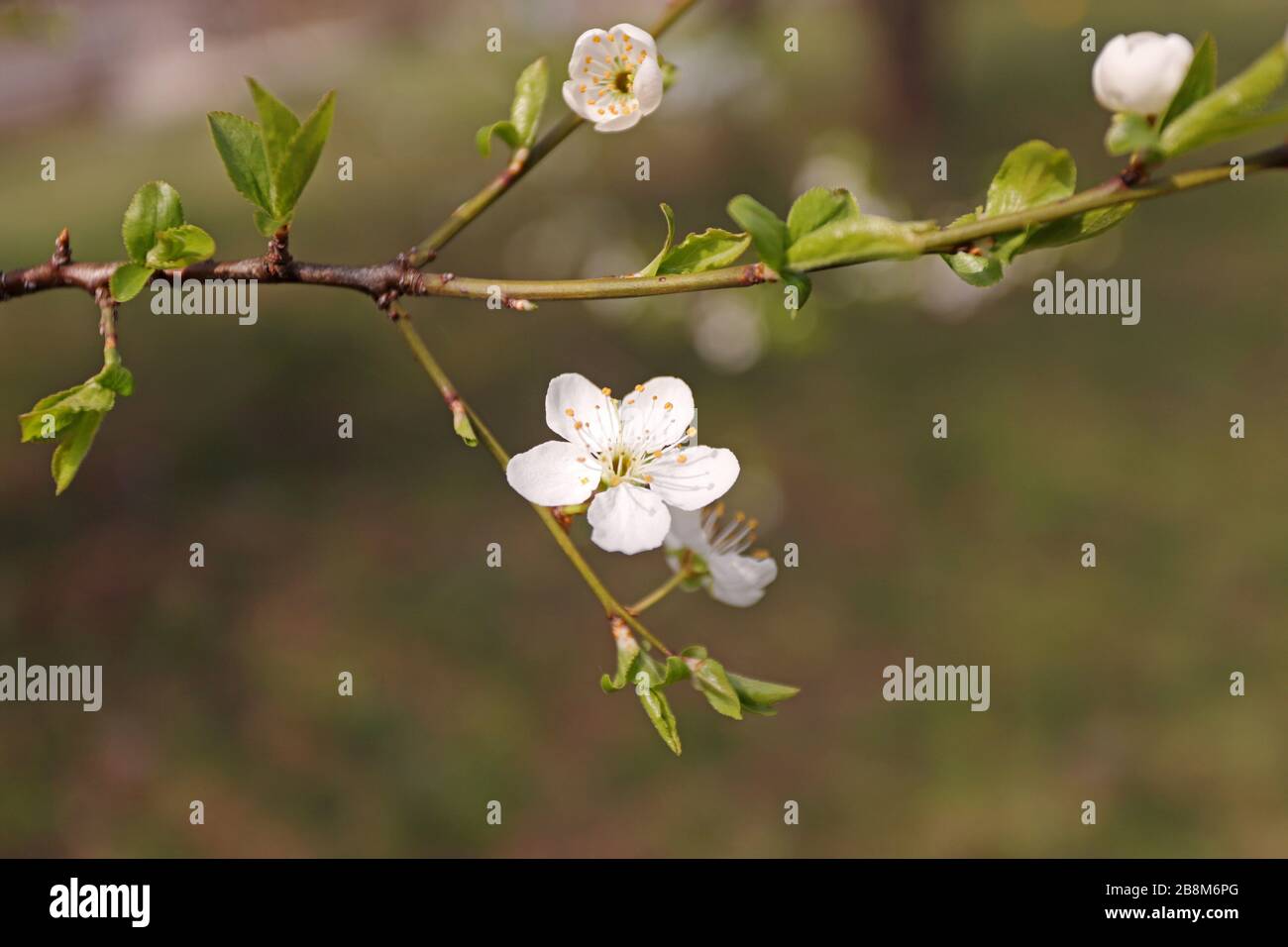 Blooming orchard tree in springtime. Tree blossom. Stock Photo