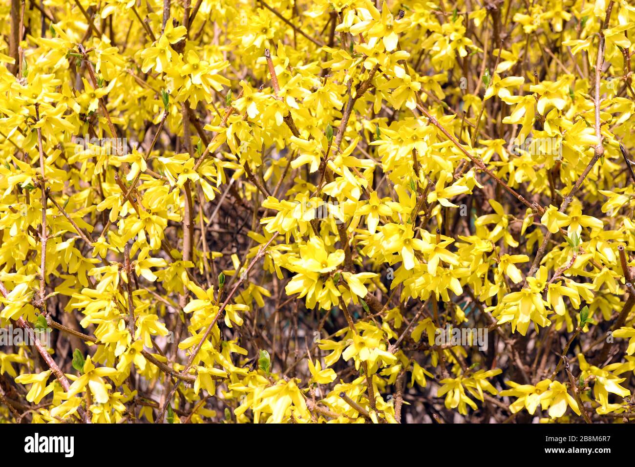 Blooming Forsythia flowers. Floral pattern. Stock Photo