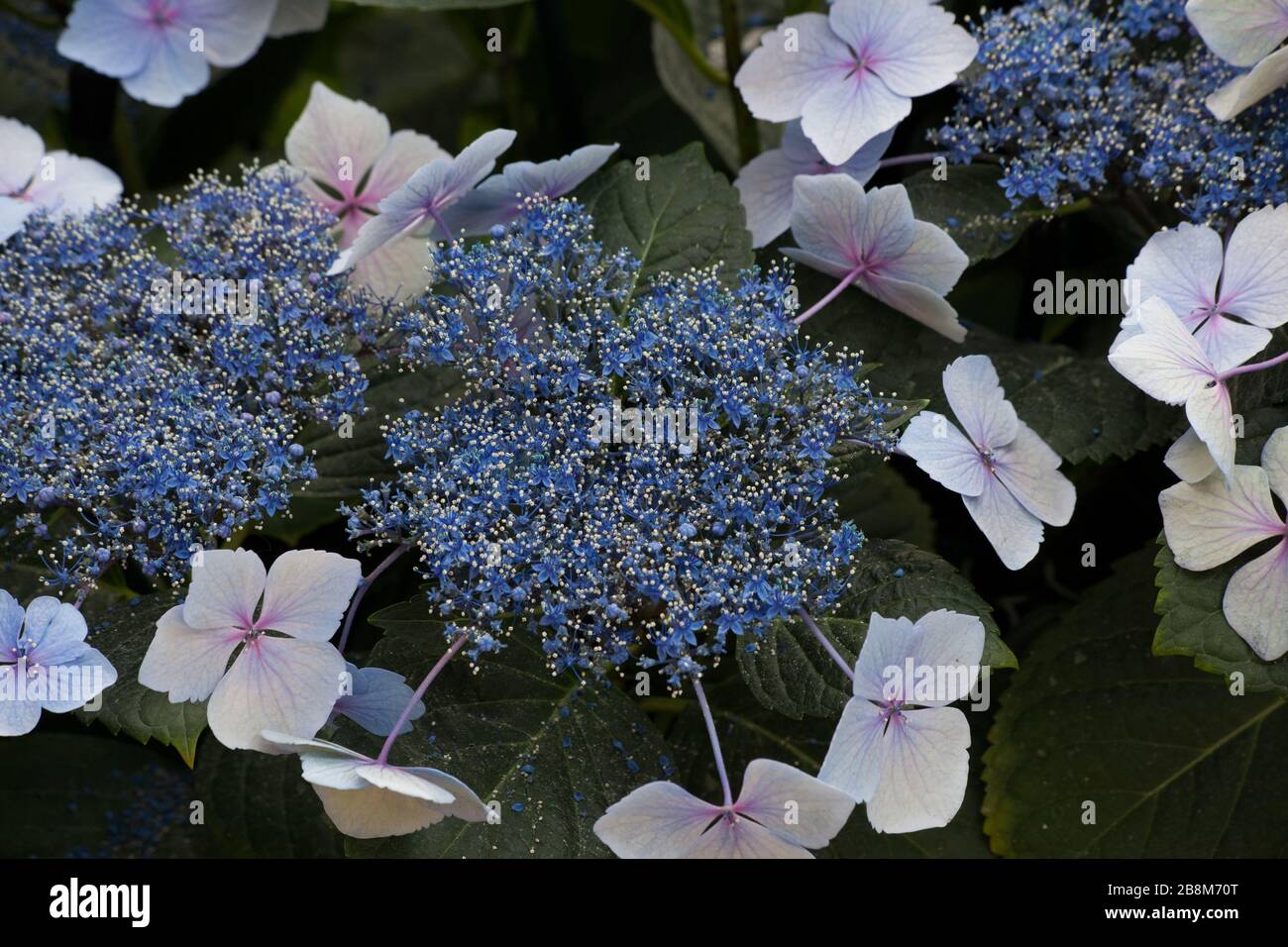 Prime Roses Images Primrose flowers in a garden Stock Photo - Alamy