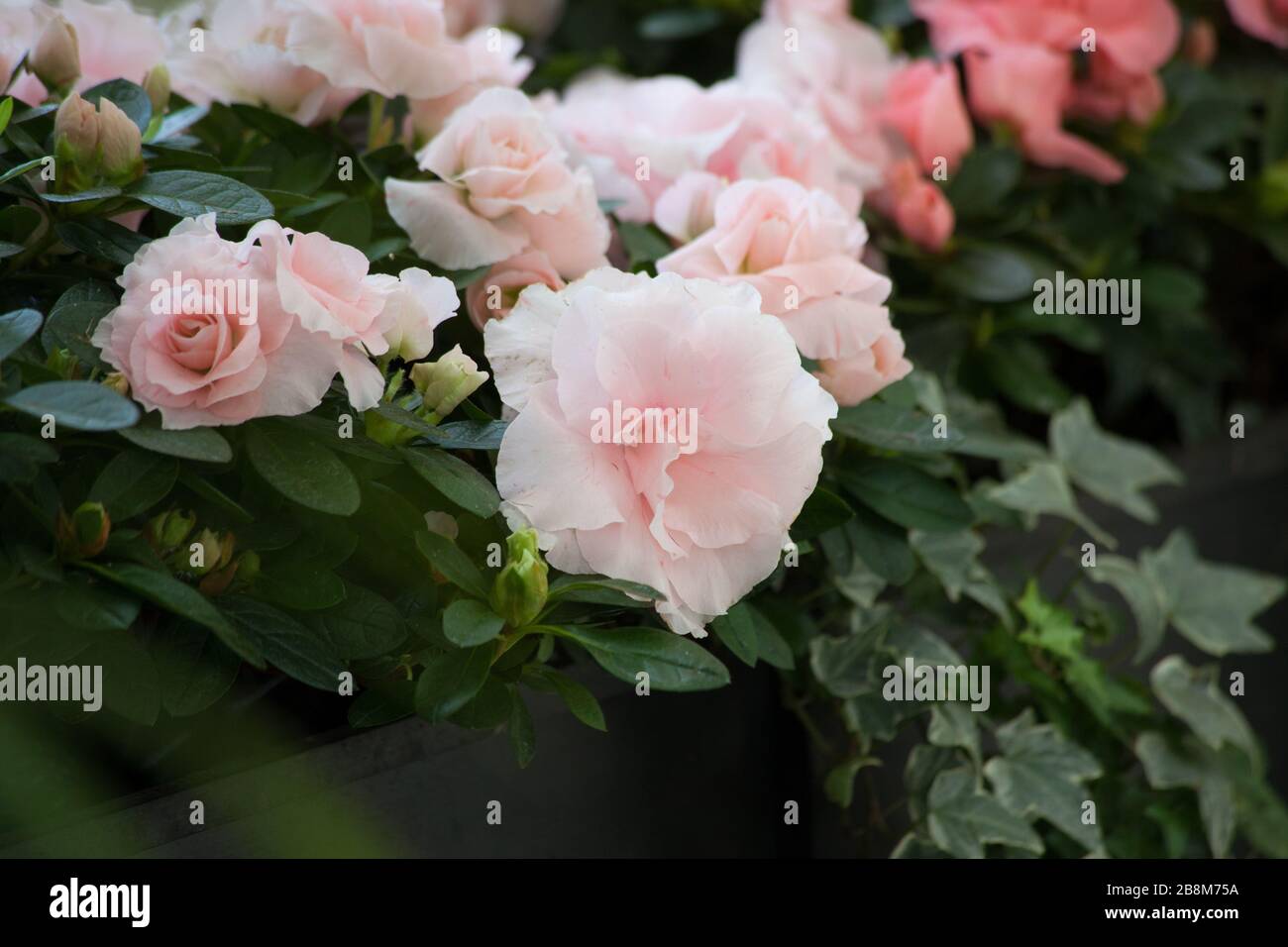 Pink Roses opening to the sun Stock Photo Alamy