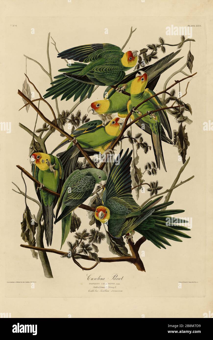 Plate 26 Carolina Parrot, from The Birds of America folio (1827–1839) by John James Audubon - Very high resolution and quality edited image Stock Photo