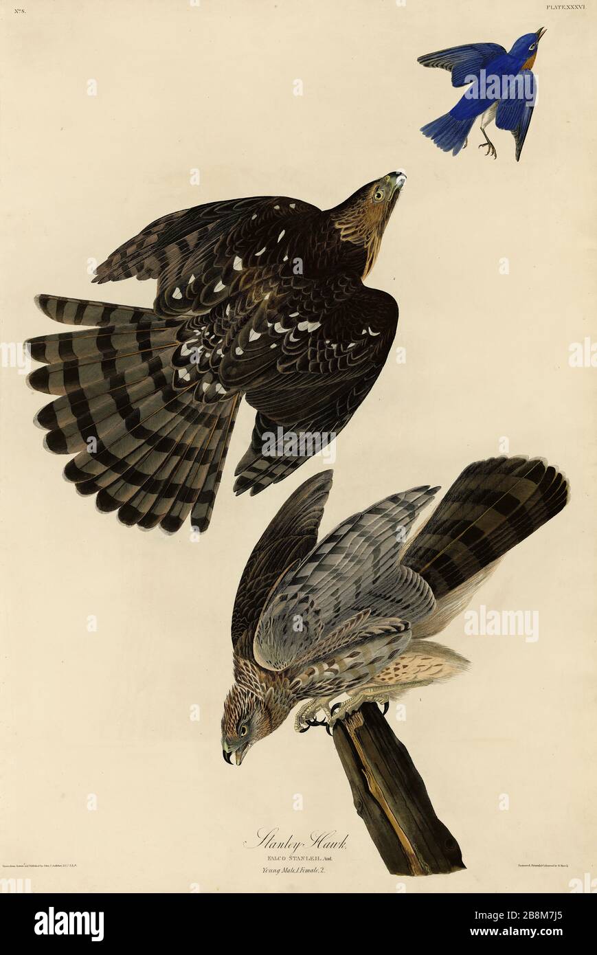 Plate 36 Stanley Hawk (Cooper's Hawk) from The Birds of America folio (1827–1839) by John James Audubon, Very high resolution and quality edited image Stock Photo