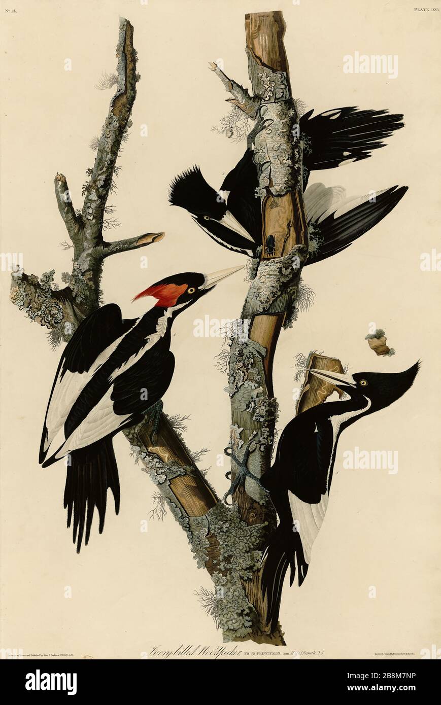 Plate 66 Ivory-billed Woodpecker, from The Birds of America folio (1827–1839) by John James Audubon - Very high resolution and quality edited image Stock Photo