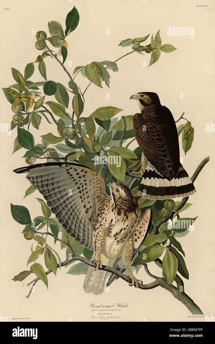 Plate 91 Broad-winged Hawk, from The Birds of America folio (1827–1839) by John James Audubon - Very high resolution and quality edited image Stock Photo