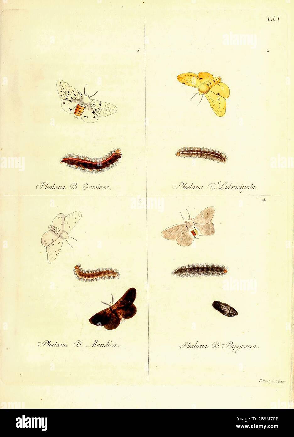 Butterfly and moths from Magazin des Thierreichs (Journal of the animal ...