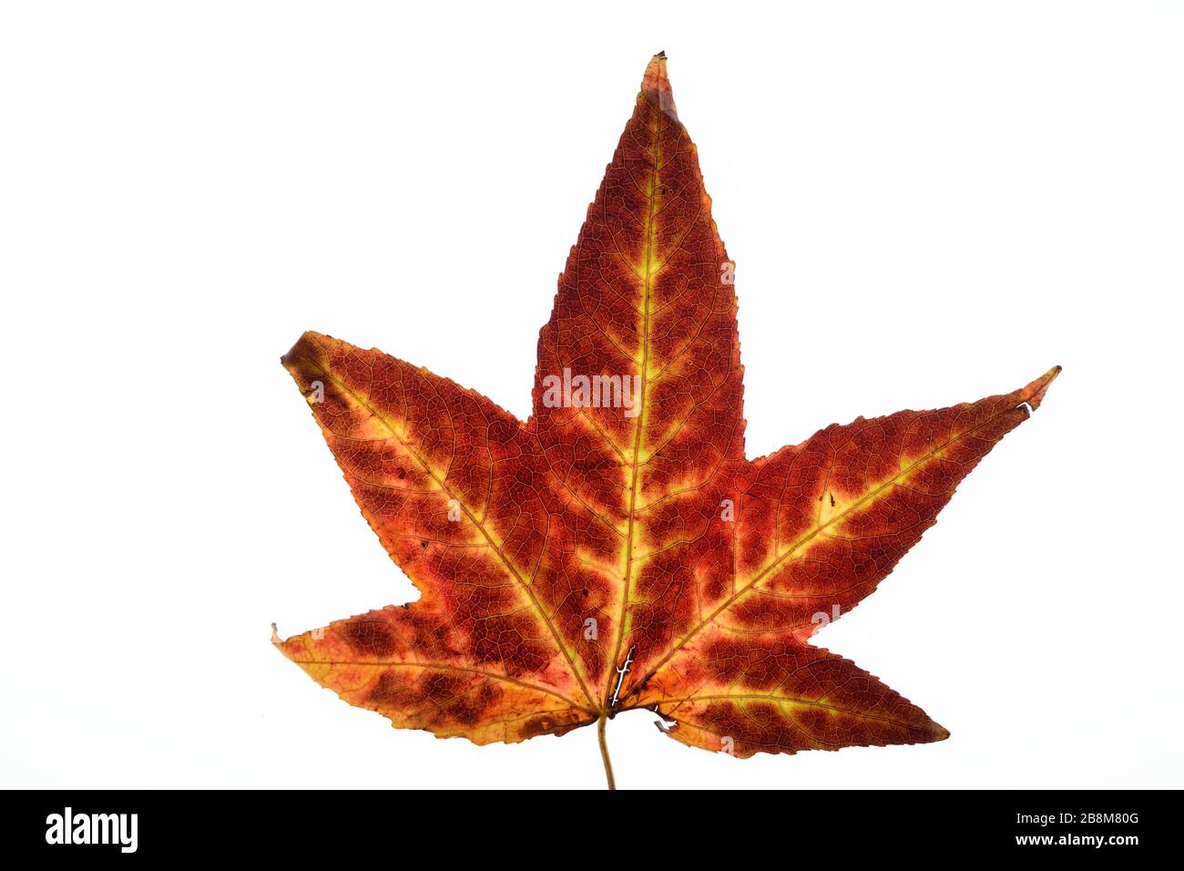 Autumn leaf of the Japanese Maple tree on a white background. Stock Photo
