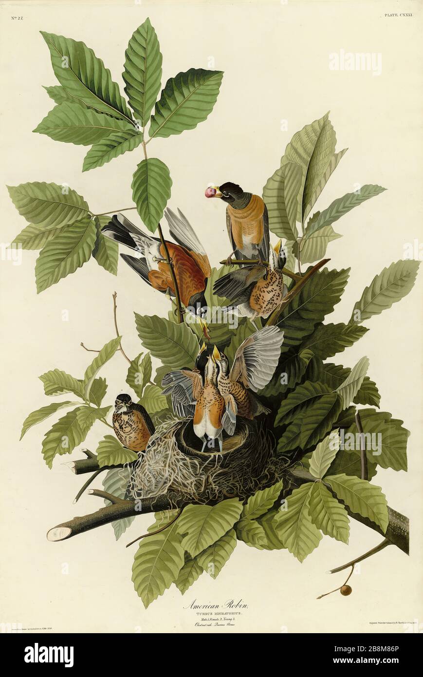 Plate 131 American Robin, from The Birds of America folio (1827–1839) by John James Audubon - Very high resolution and quality edited image Stock Photo