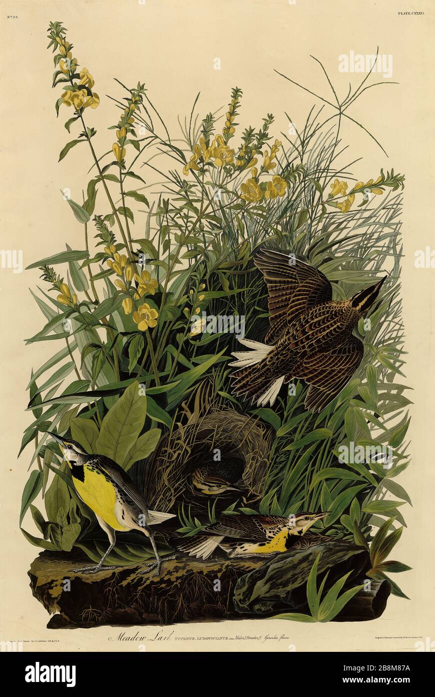 Plate 136 Meadow Lark, from The Birds of America folio (1827–1839) by John James Audubon - Very high resolution and quality edited image Stock Photo
